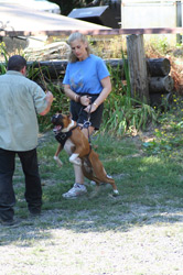 Dog Protection Training