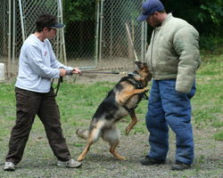 Dog Protection Training